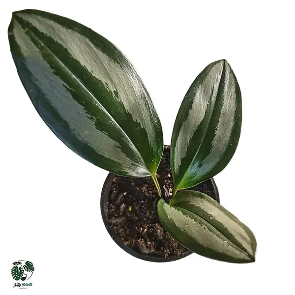 Scaphochlamys Scintillans Ooi - Rare