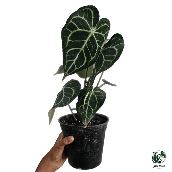 Anthurium King Clarinervium Hybrid - Super Rare