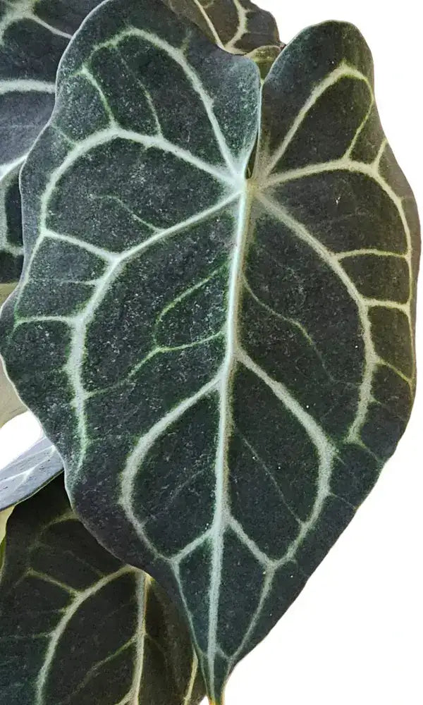 Anthurium King Clarinervium Hybrid - Super Rare