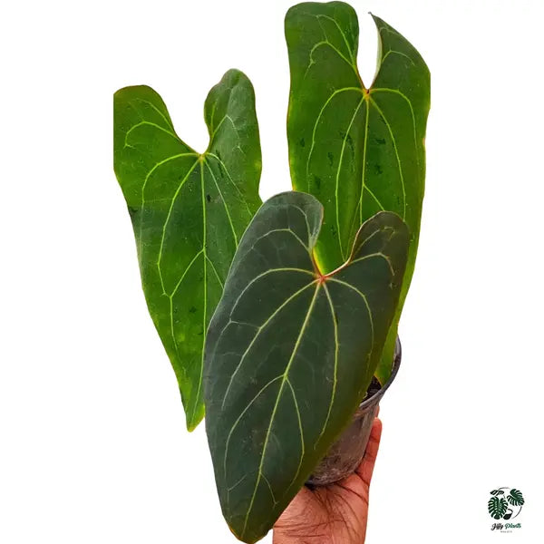 Anthurium Papillilaminum Red Stem - Super Rare