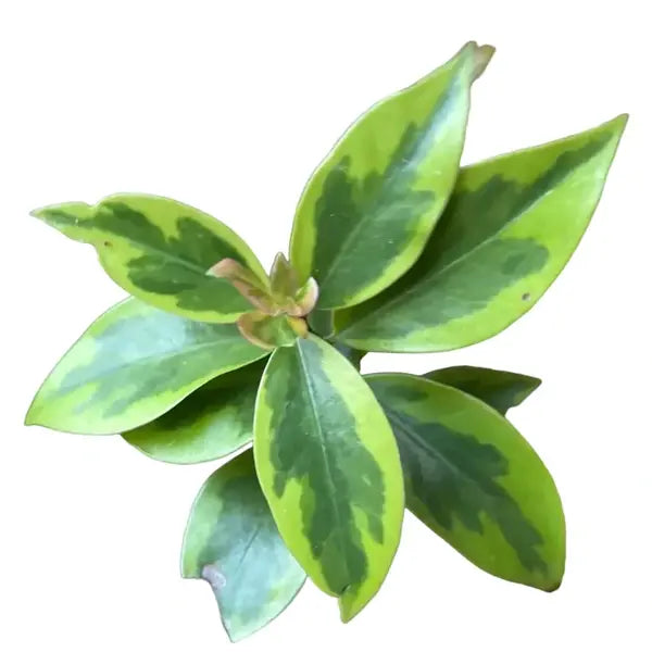 Lemon Vine Variegated - Pereskia Aculeata cv. 'Godseffiana' variegated