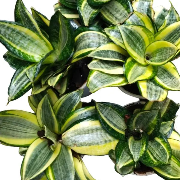 Sansevieria Trifasciata Hahnii