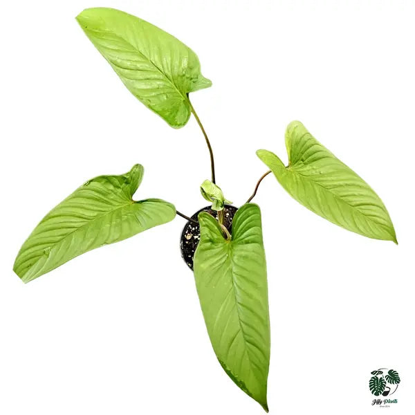 Homalomena SP Corong - Rare