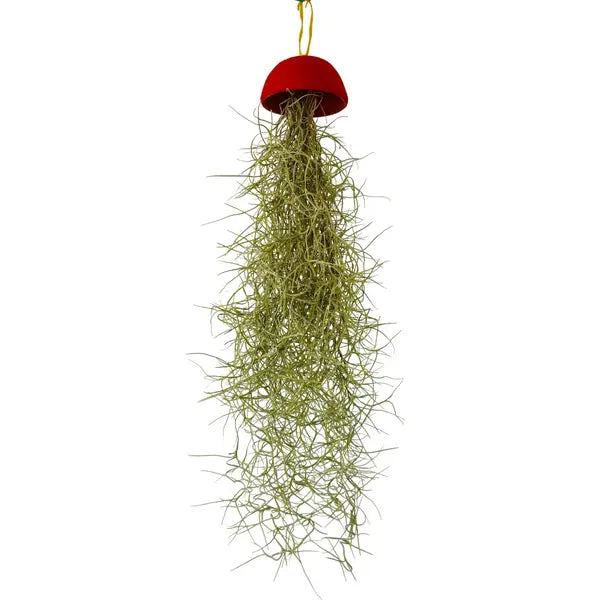Spanish Moss Air Plant - BUSHY