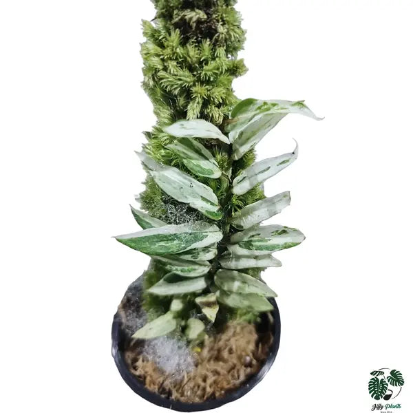 Scindapsus Mutiara Borneo - Super Rare