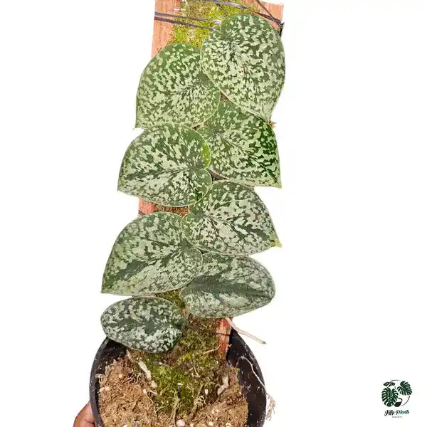 Scindapsus Pictus Haask | Snake Scale Silver Platinum - Super Rare