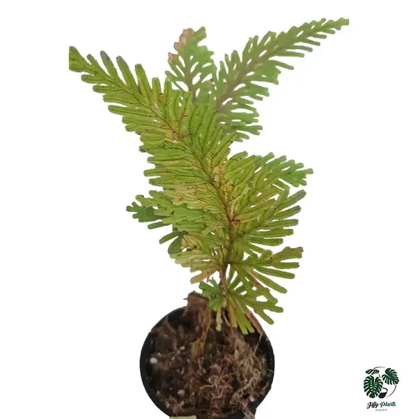 Selaginella Golden Green - Rare