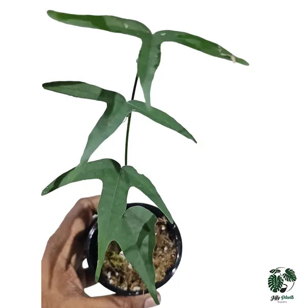 Adenia cordifolia - Rare