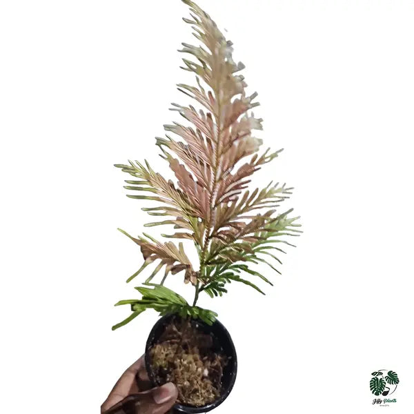 Selaginella sp Orange - Rare