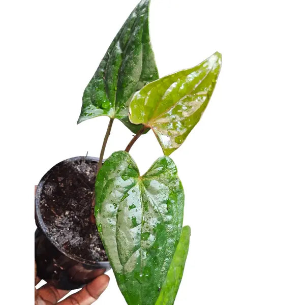 Anthurium Red Stem X Luxurian - Rare