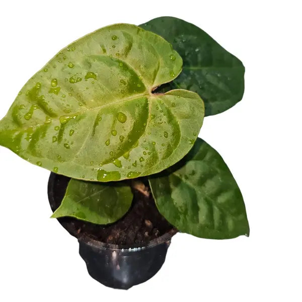 Anthurium AOS x Luxurians - Rare