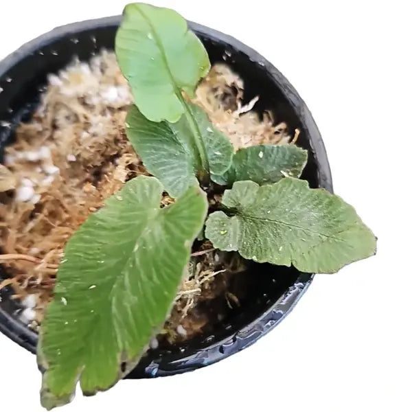 Diplazium Cordifolium Fern - Rare