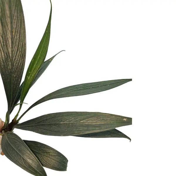 Aridarum Perisai (Josefia Intricata) - Rare