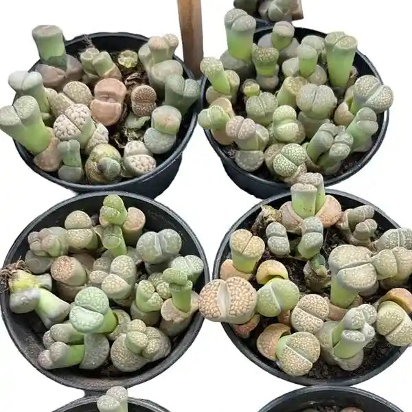 Lithops | Living stone plant - Rare