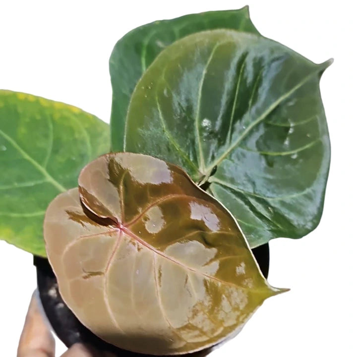 ANTHURIUM HOFFMANI RED SINUS - Super Rare