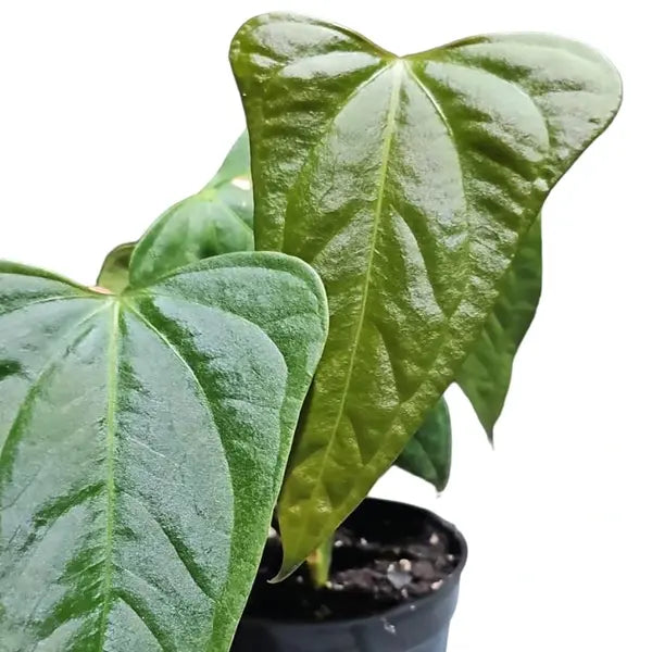 Anthurium Velvet Moira -Super Rare