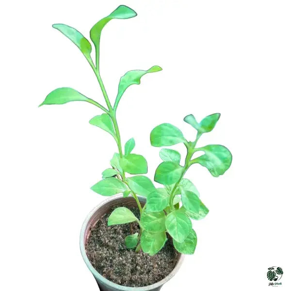 Petunia Plant | Nadan Petunia