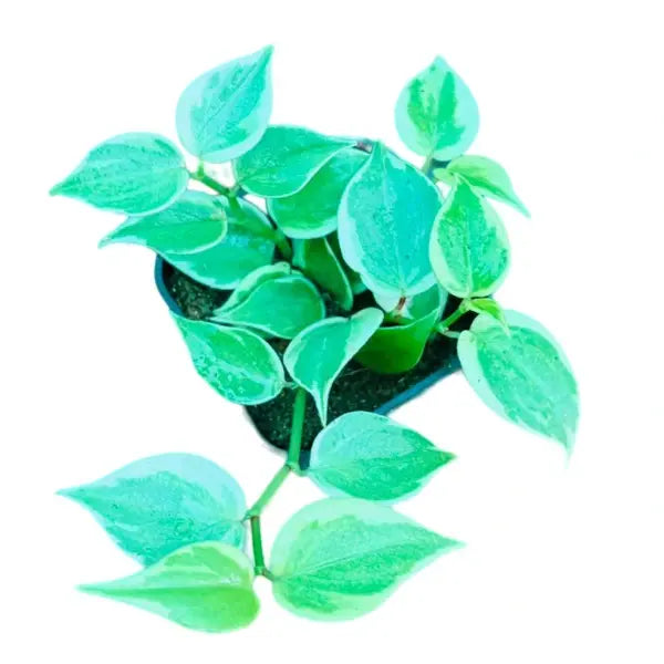 Peperomia scandens variegata (Variegated Trailing Peperomia)