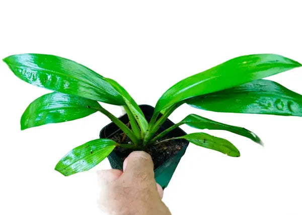 Chlorophytum Capense Plant (Green) | Spider Plant