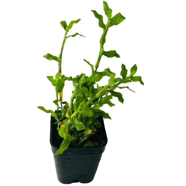 Pearl Grass | Dichondra repens (Lawn)