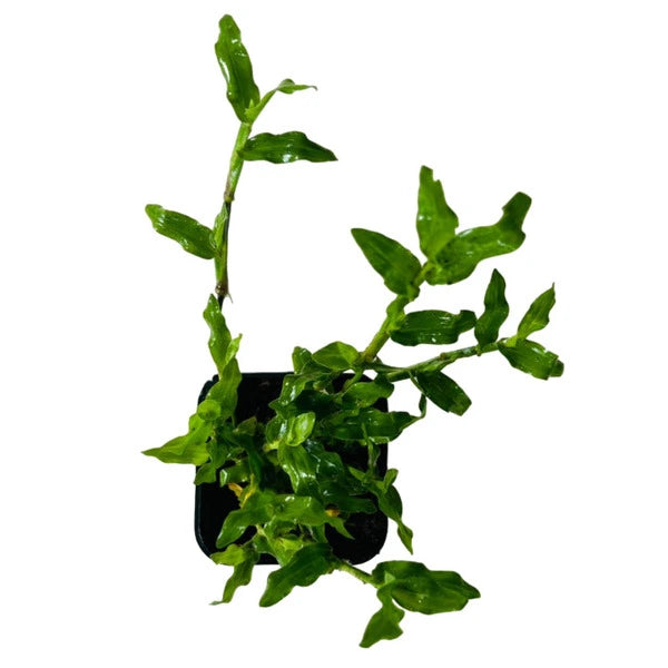 Pearl Grass | Dichondra repens (Lawn)