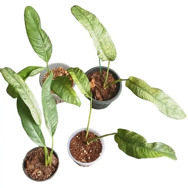 Epipremnum Giganteum Variegated - Super Rare