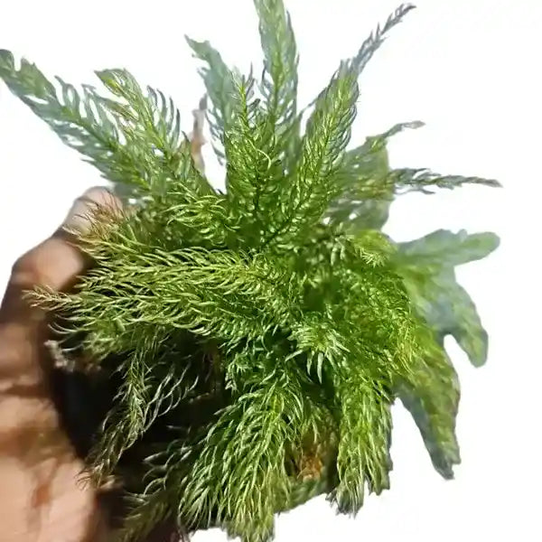 Pyrrhobryum Dozyanum