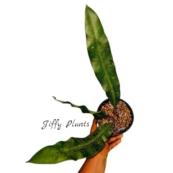 Fern Elaphoglossom Conforme - Rare