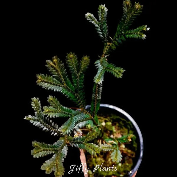 Selaginella sp. Rainbow