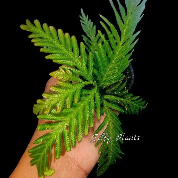 Selaginella Siamensis Hieron - Super Rare