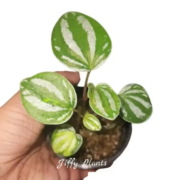 VARIEGATED WATERMELON PEPEROMIA - Rare