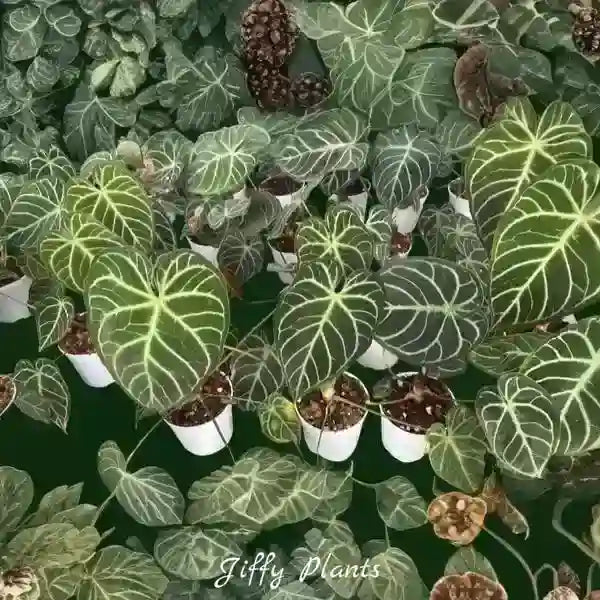 Anthurium Regale