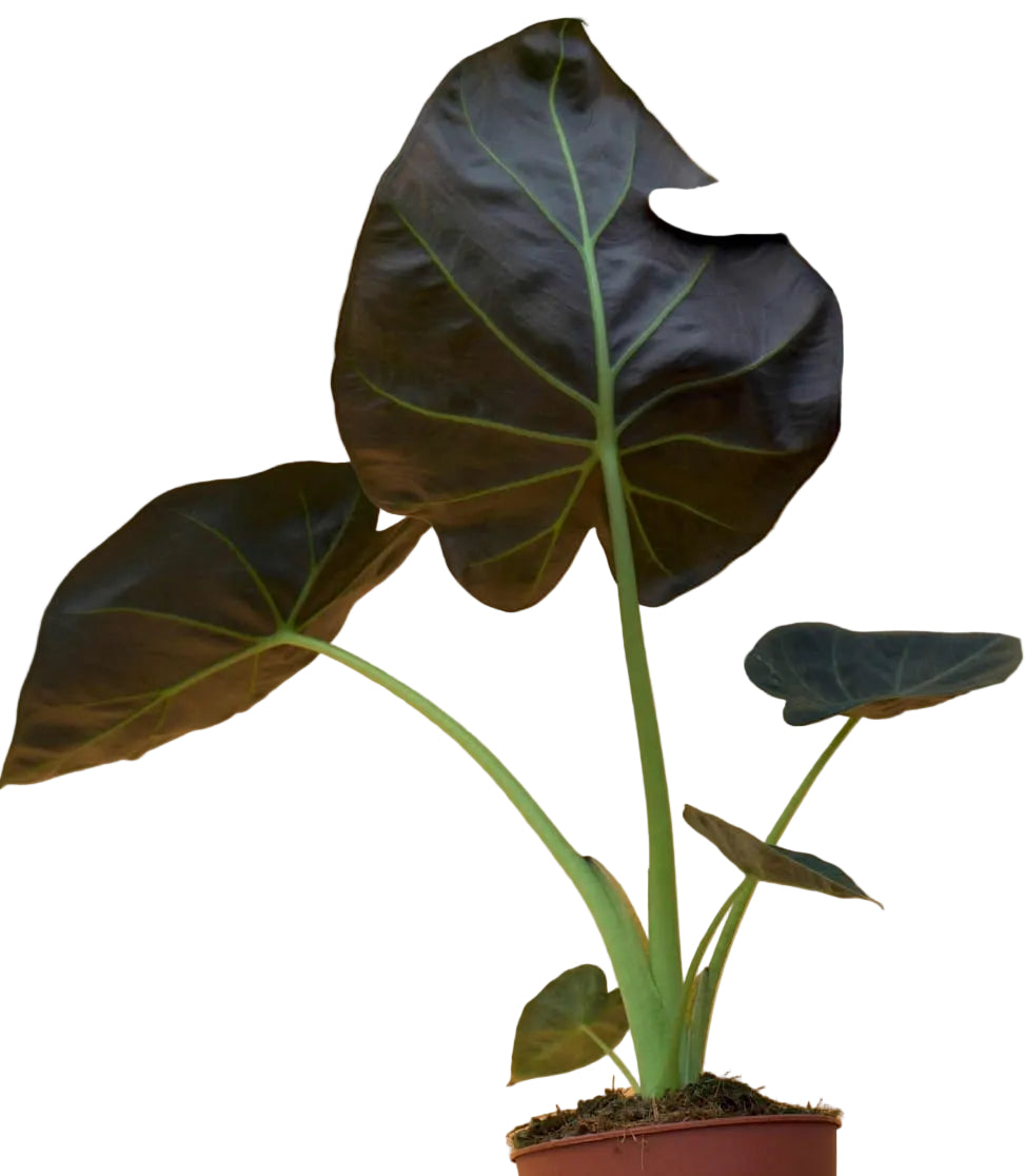 Alocasia Regale Shield 6/8 packet