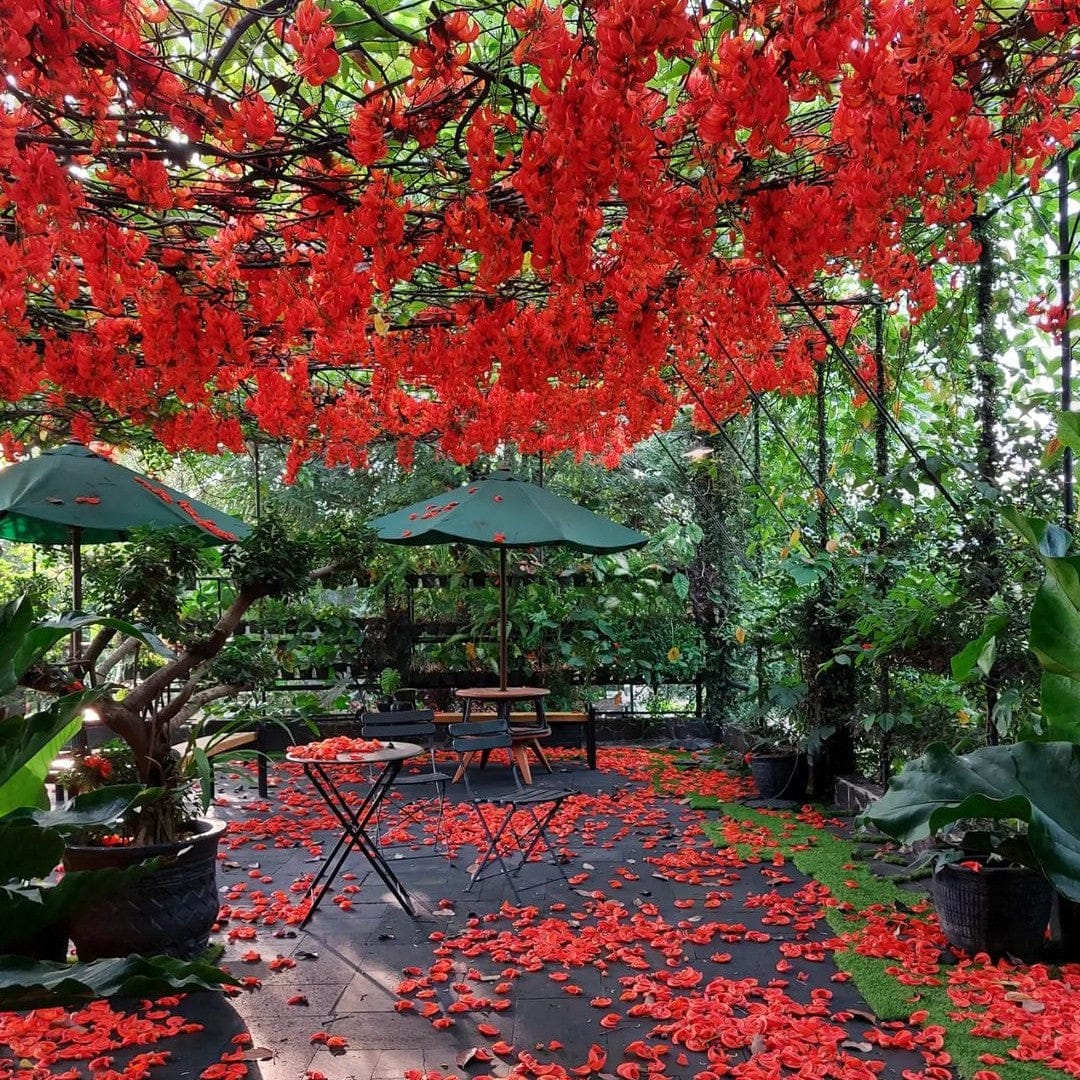 Jade Wine - Red
