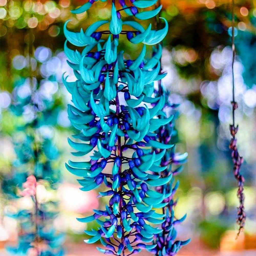 Jade Wine - Blue
