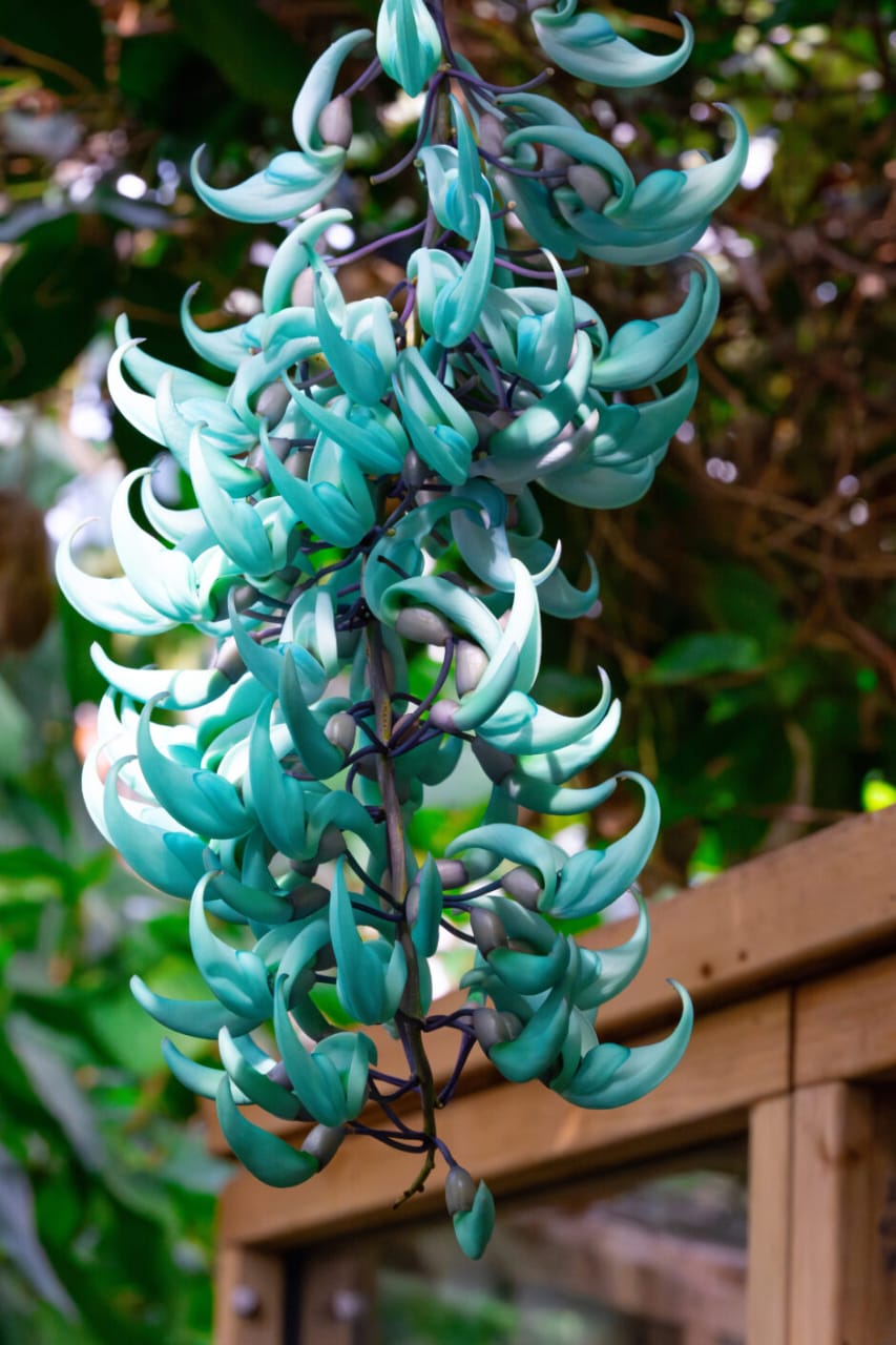 Jade Wine - Blue