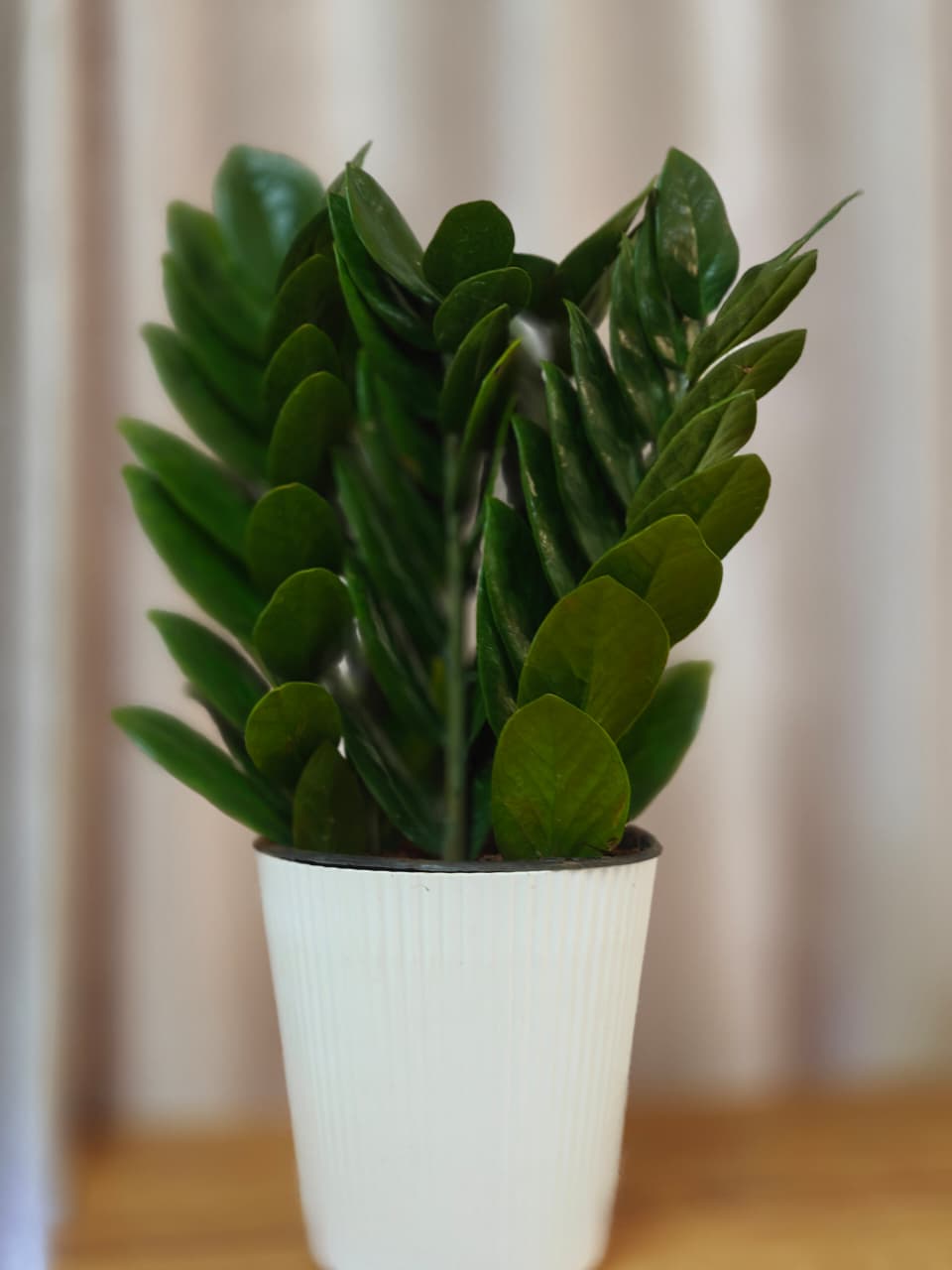 ZZ Plant (Zamioculcas zamiifolia) – Zamioculcas zamiifolia – Straight – 6-inch Nursery Pot – Foliages India