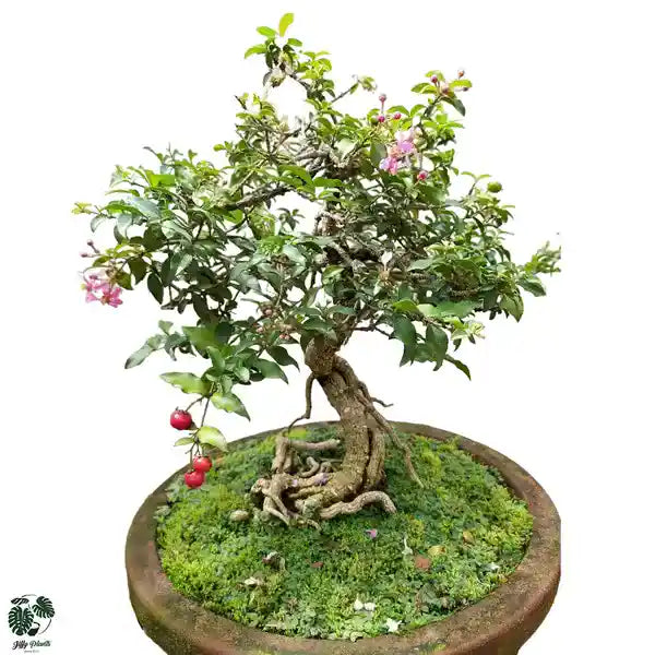 Barbadose Cherry Dwarf Bonsai - Rare