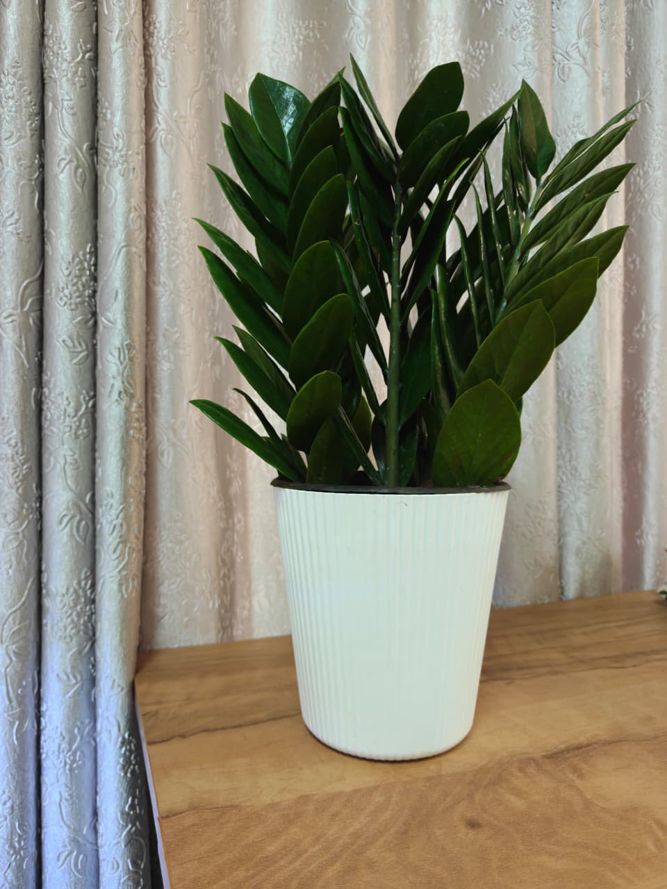 Variegated ZZ Plant (Zamioculcas zamiifolia) collector plant – Zamioculcas zamiifolia rare houseplant – Foliages.in
