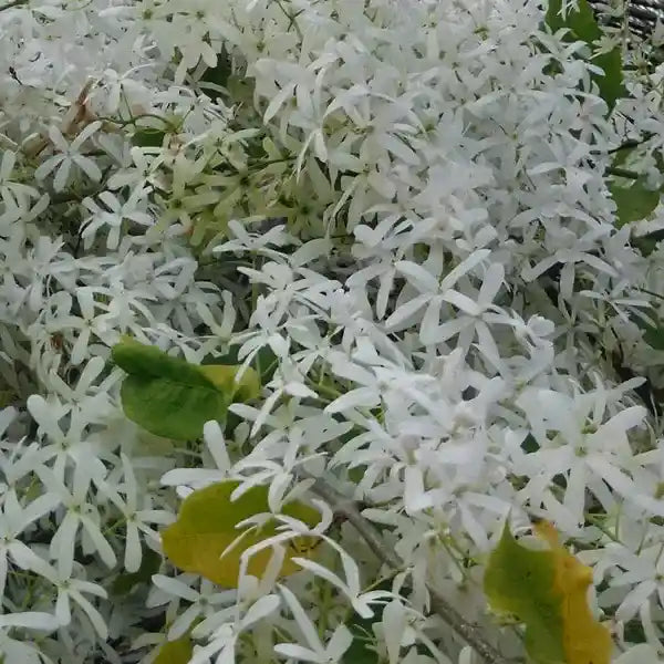Petrea volubilis 'White'