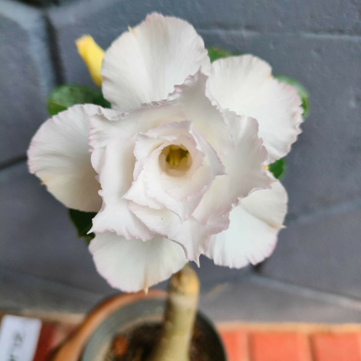 Adenium White – Foliages.in