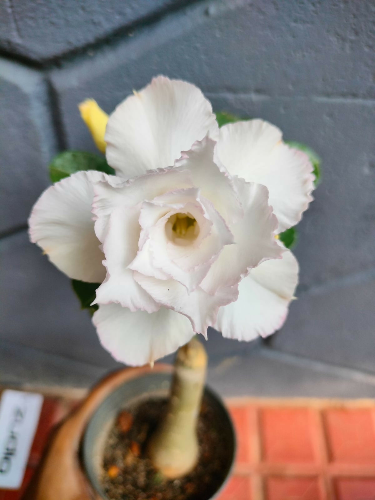Adenium White