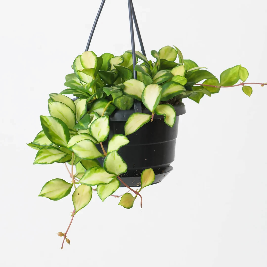 Hoya heuschkeliana variegata