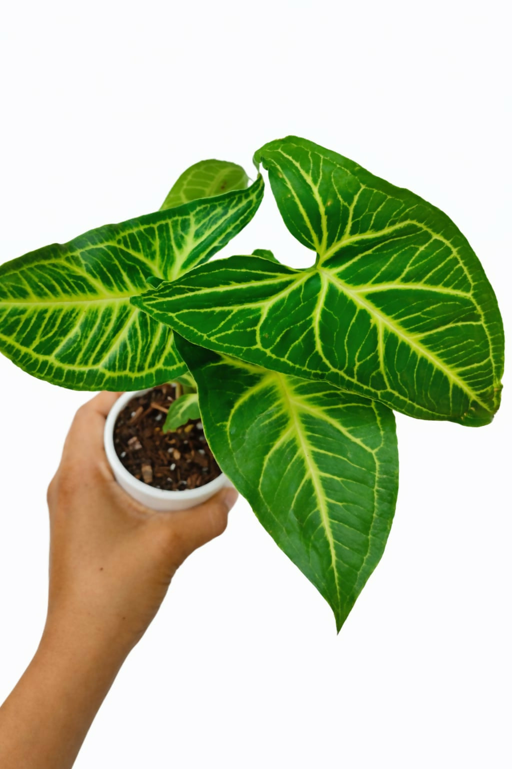 Syngonium Noak