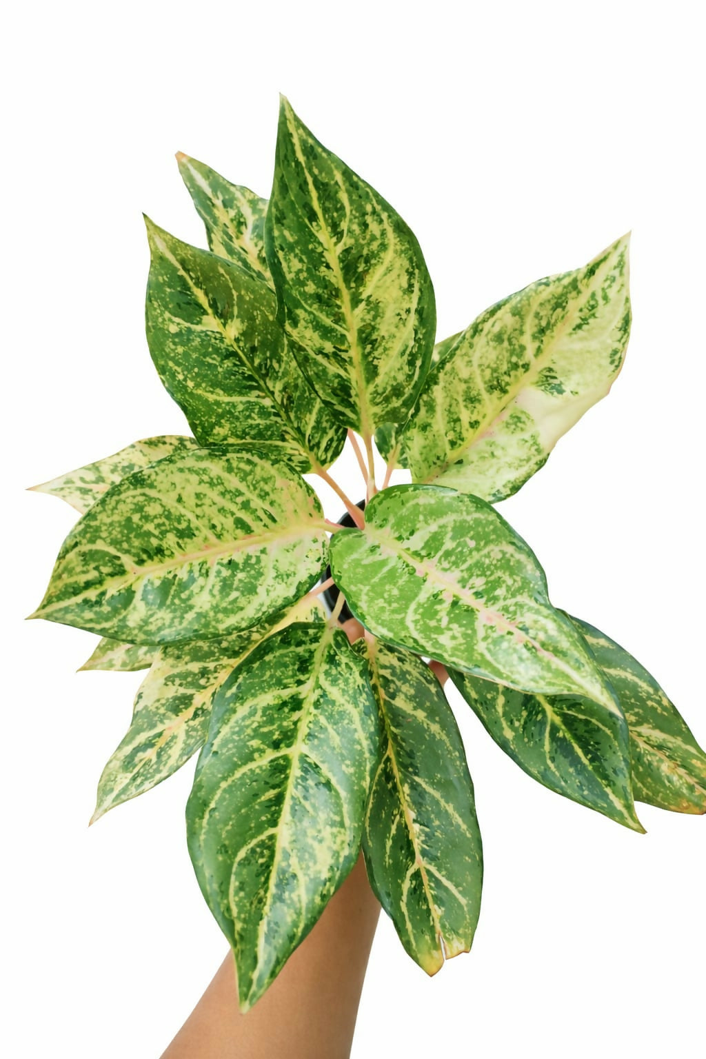 Aglaonema Green Lucky