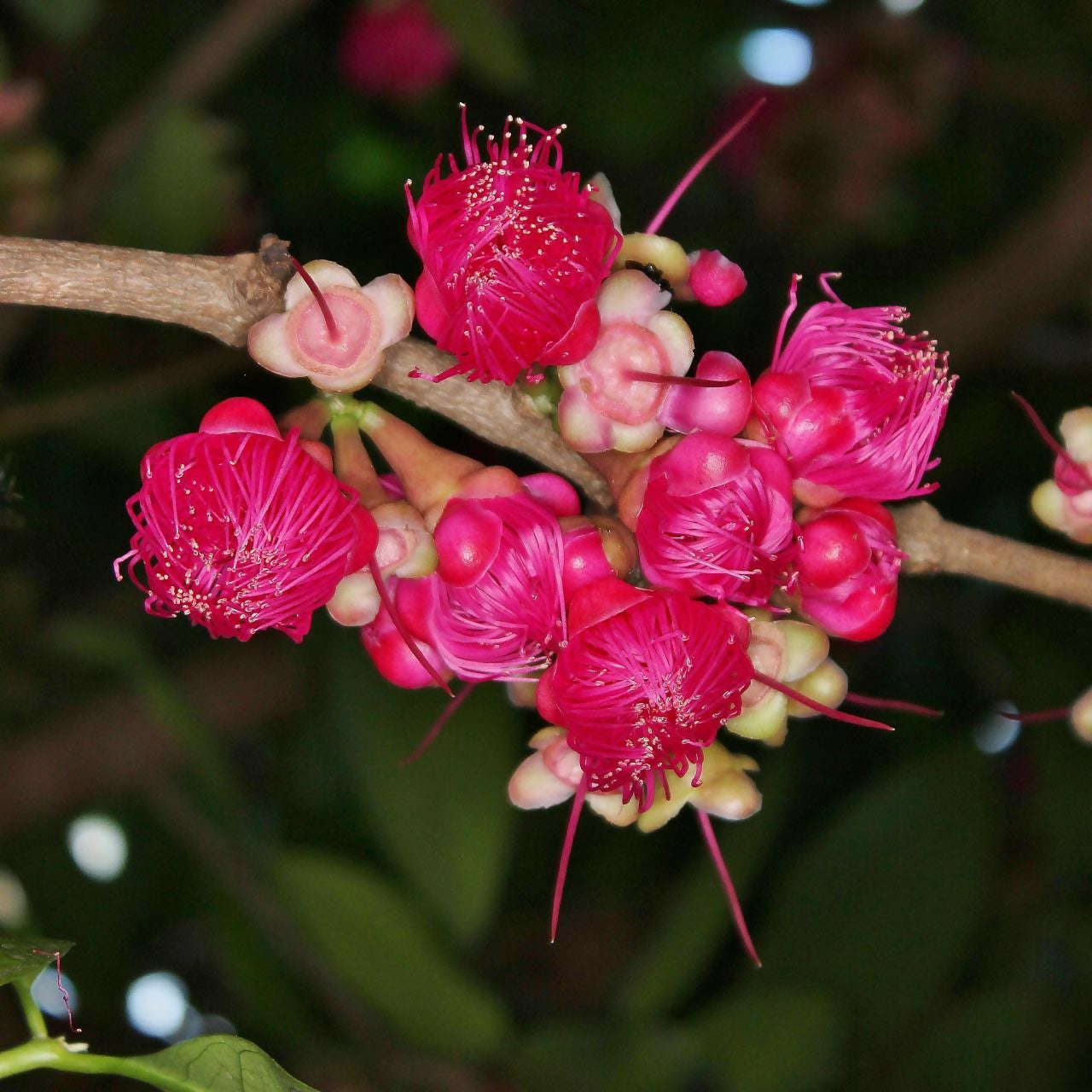 Malay Apple Live Plant (Syzygium malaccense)
