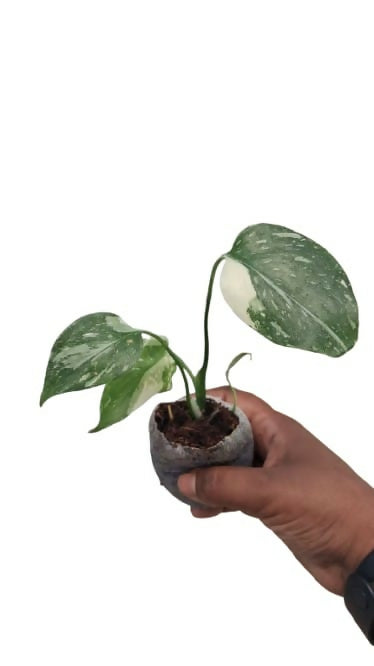 Monstera Thai Constellation - Rare Collector Live Plant - Aloevera Greens