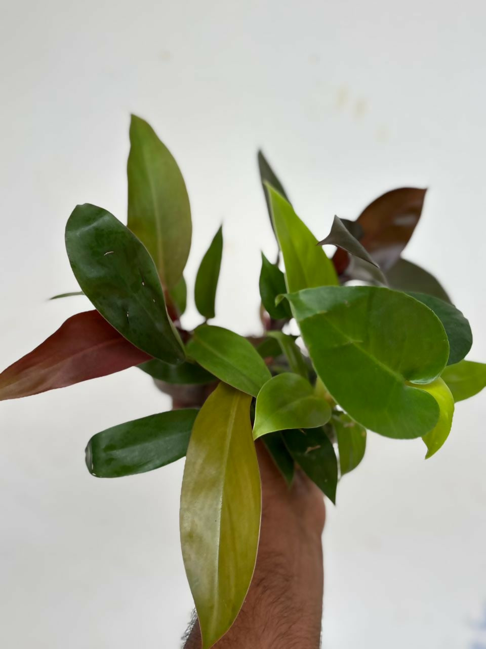 5 indoor plant combo - jiffy bag