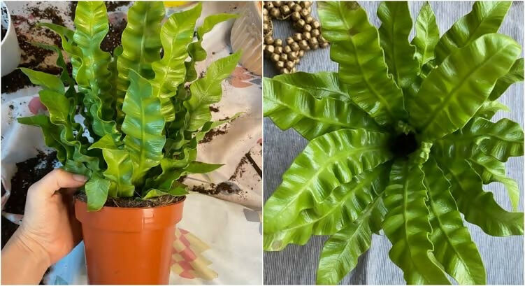Crispy Wave Fern – Starter TC Plant - Ethereal DNA