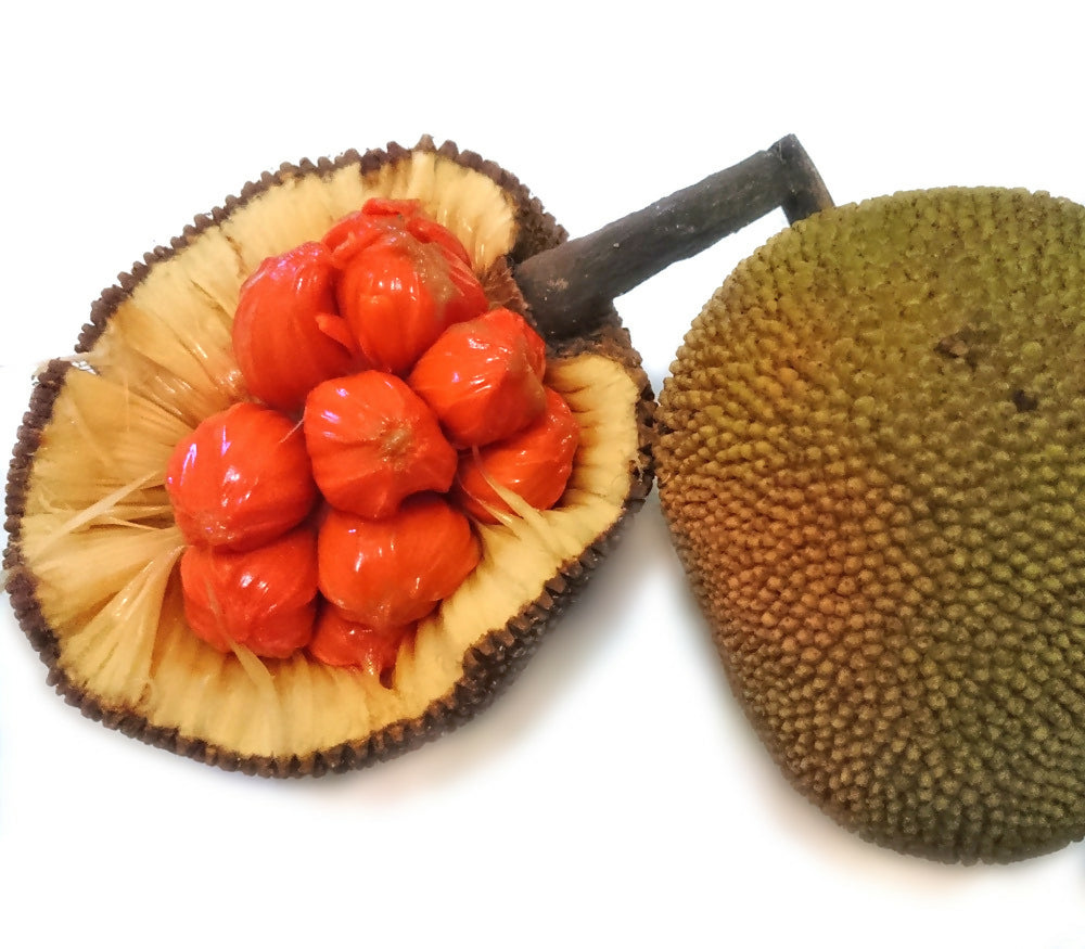 Keledang Fruit Plants (Artocarpus Lanceifolius)
